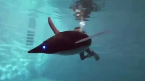 鳝鱼自慰 新型仿生机器人技术助力水产养殖效率提升