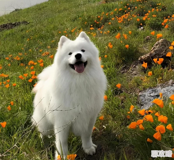 2025年阴阳师手游高效升级与智能投喂狗粮全新详细攻略