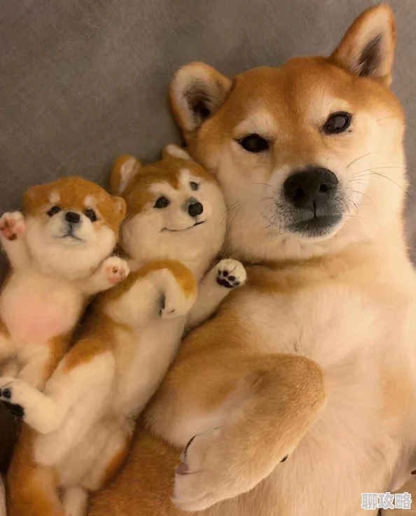 2025年阴阳师手游高效升级与智能投喂狗粮全新详细攻略