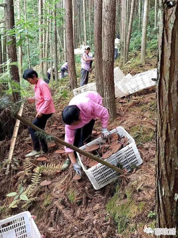 DNF金龙宠物礼包推荐攻略,哪个礼包最划算? DNF金龙宠物礼包推荐攻略,哪个礼包最划算?