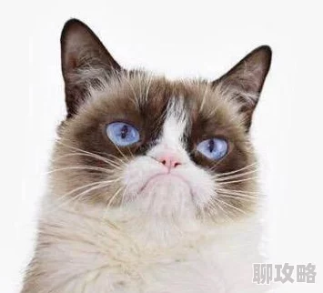 猫话列国:新手初期资源获取指南 | 探索与收集的最佳策略 猫话列国:新手初期资源获取指南 | 探索与收集的最佳策略