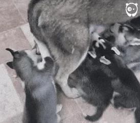 2025年皇室战争国服iOS充值新指南:信用卡直接充值教程与热门优惠详解 2025年皇室战争国服iOS充值新指南:信用卡直接充值教程与热门优惠详解